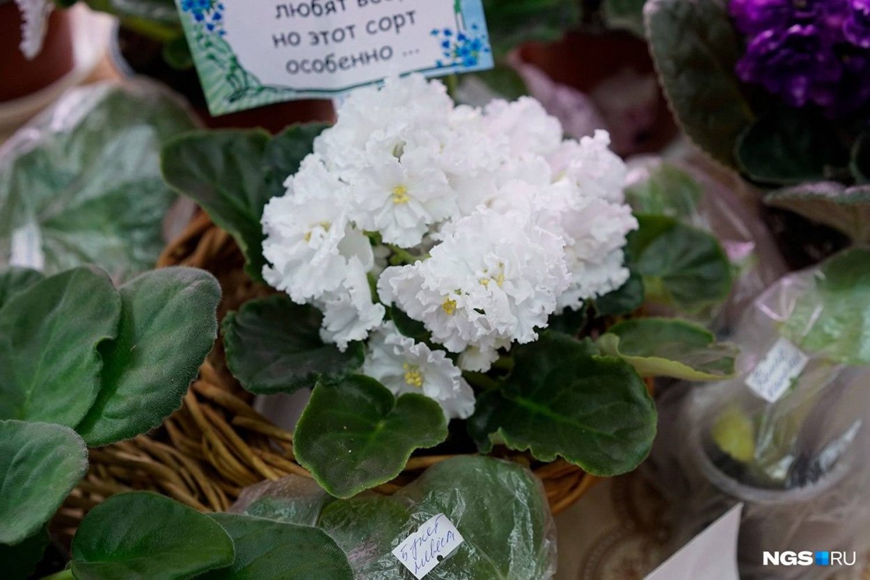 Фиалка сорт невеста