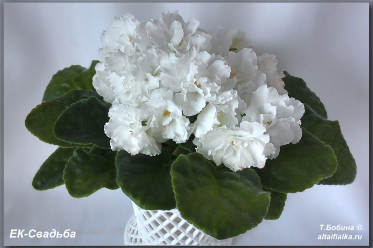 Фиалка ЕК свадьба