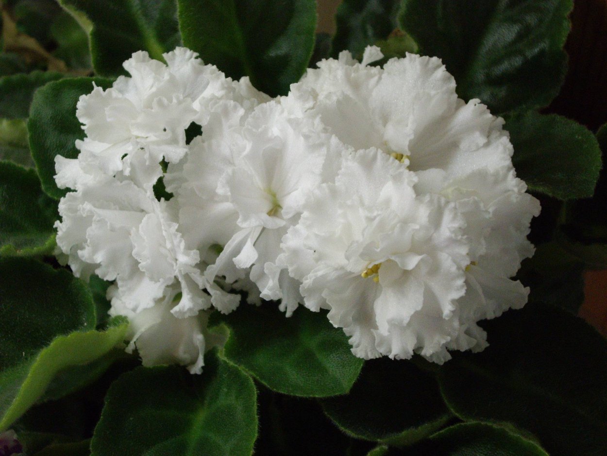 Фиалка букет невесты Морев