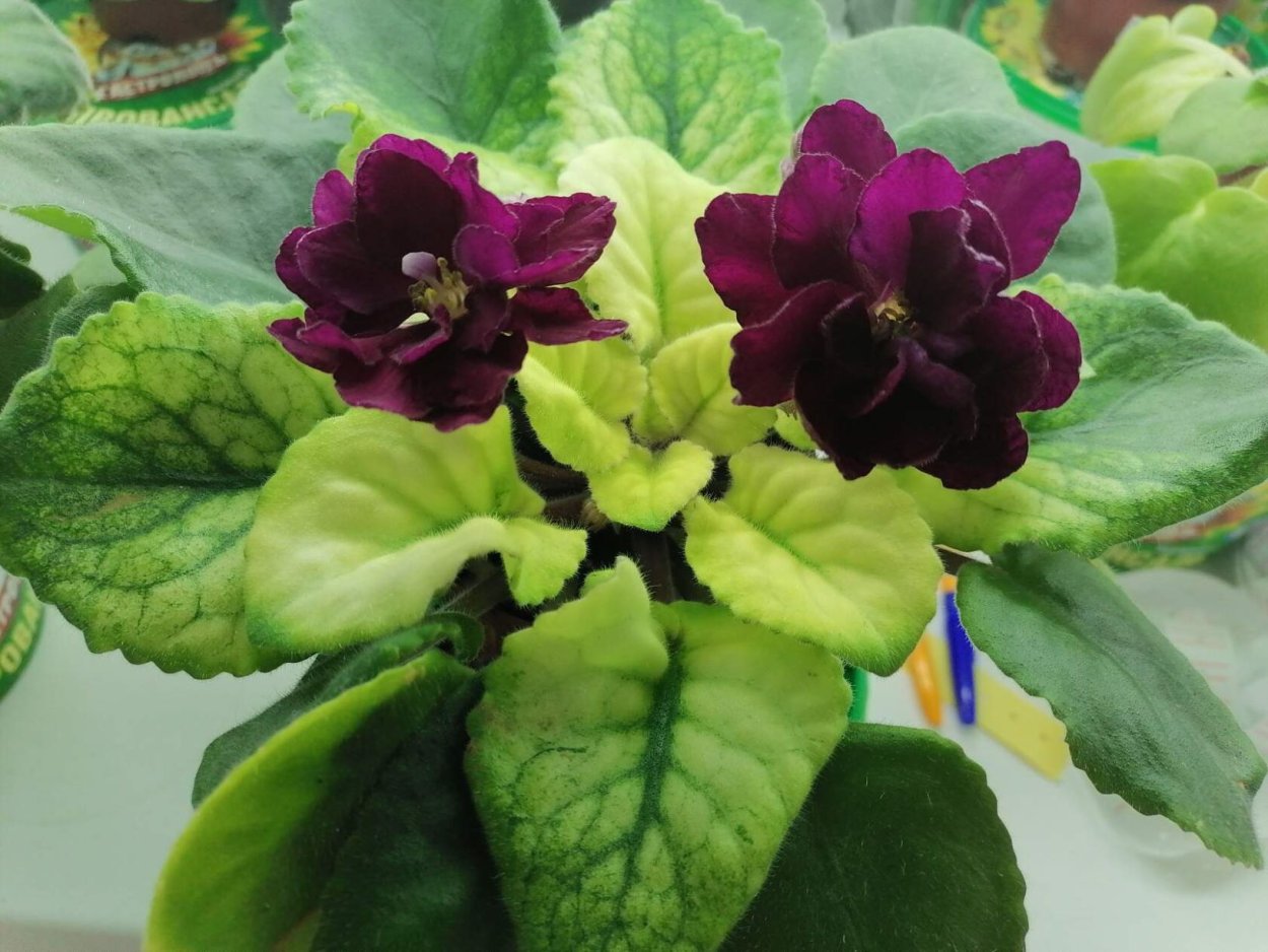 Фиалка платиновая свадьба