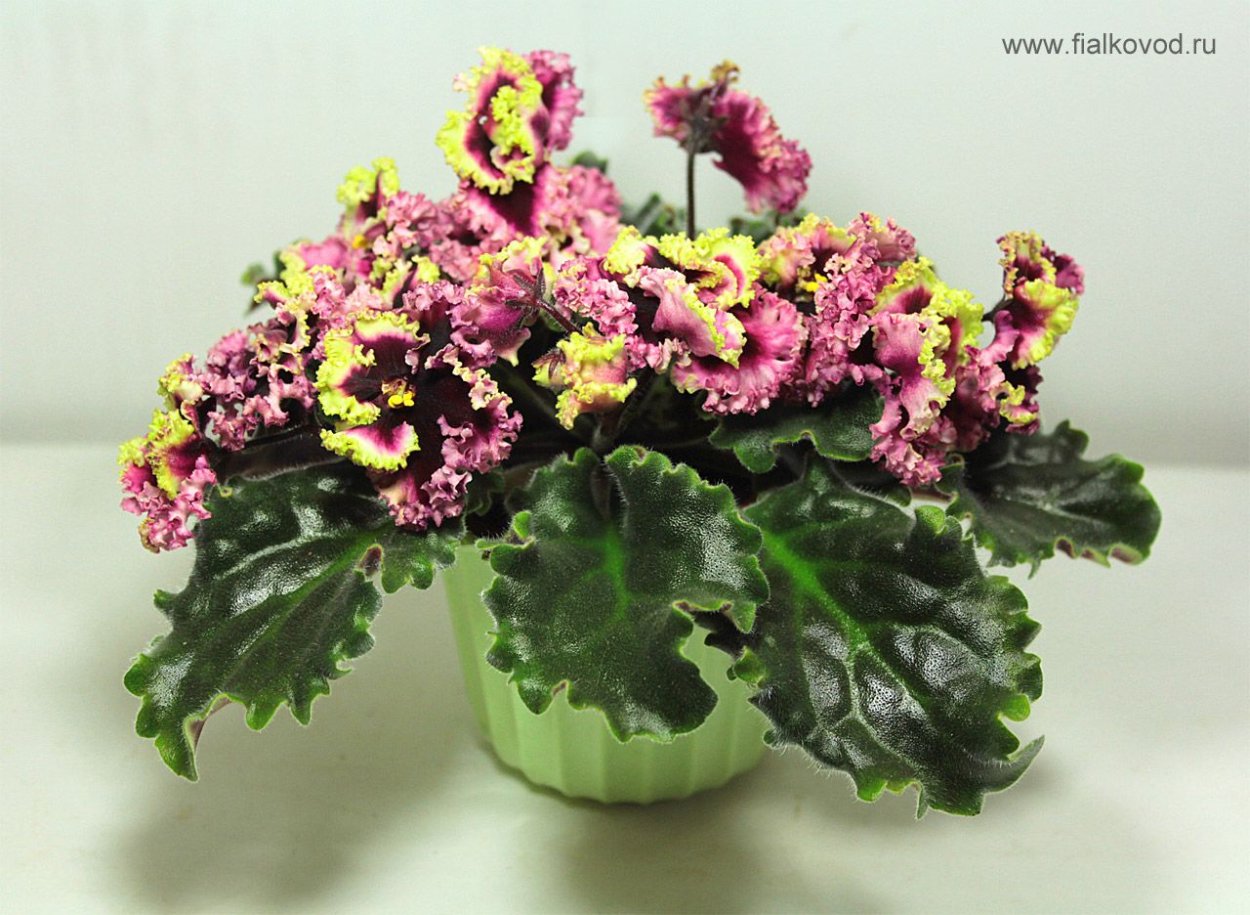 Сенполия цыганская свадьба