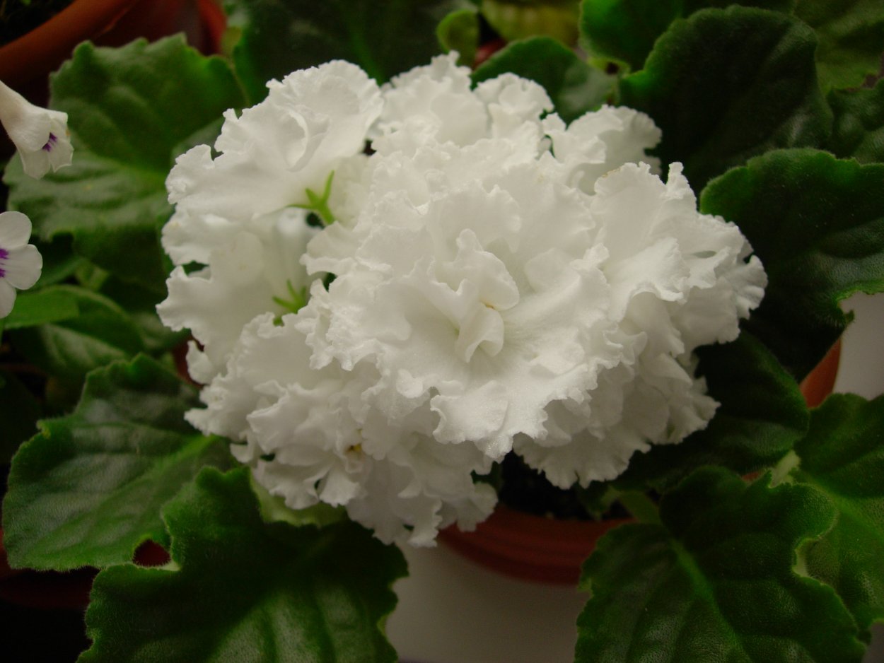 Фиалка ЕК свадебный букет