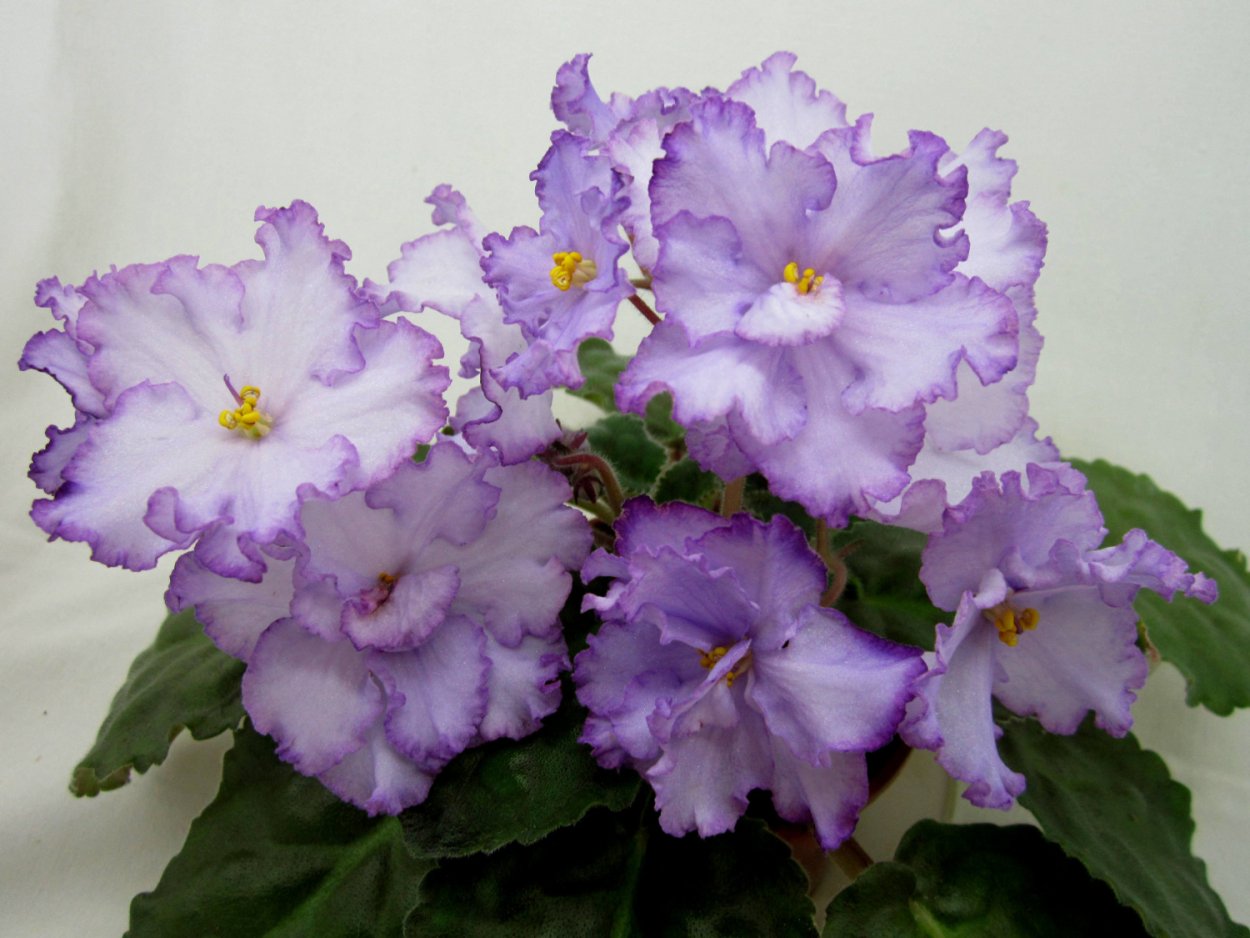 РМ-Хрустальный перезвон