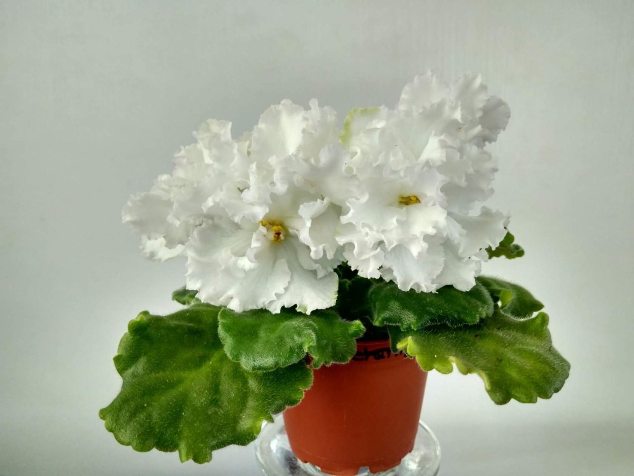 Фиалка АВ елецкие кружева