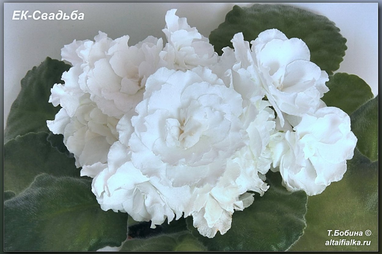 ЕК-свадьба (Коршунова)