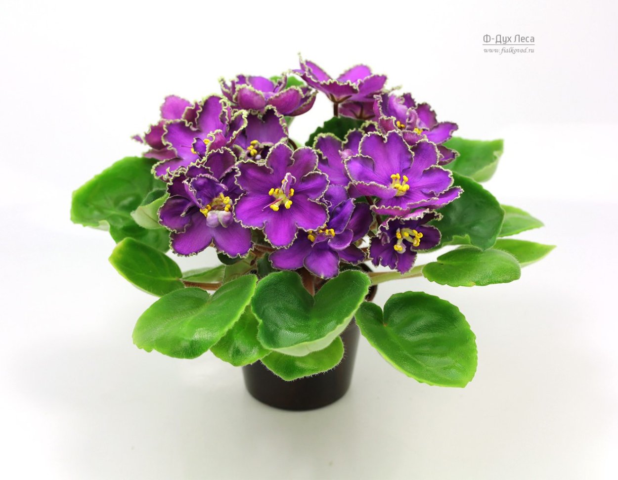 Фиалка АВ Ориентал