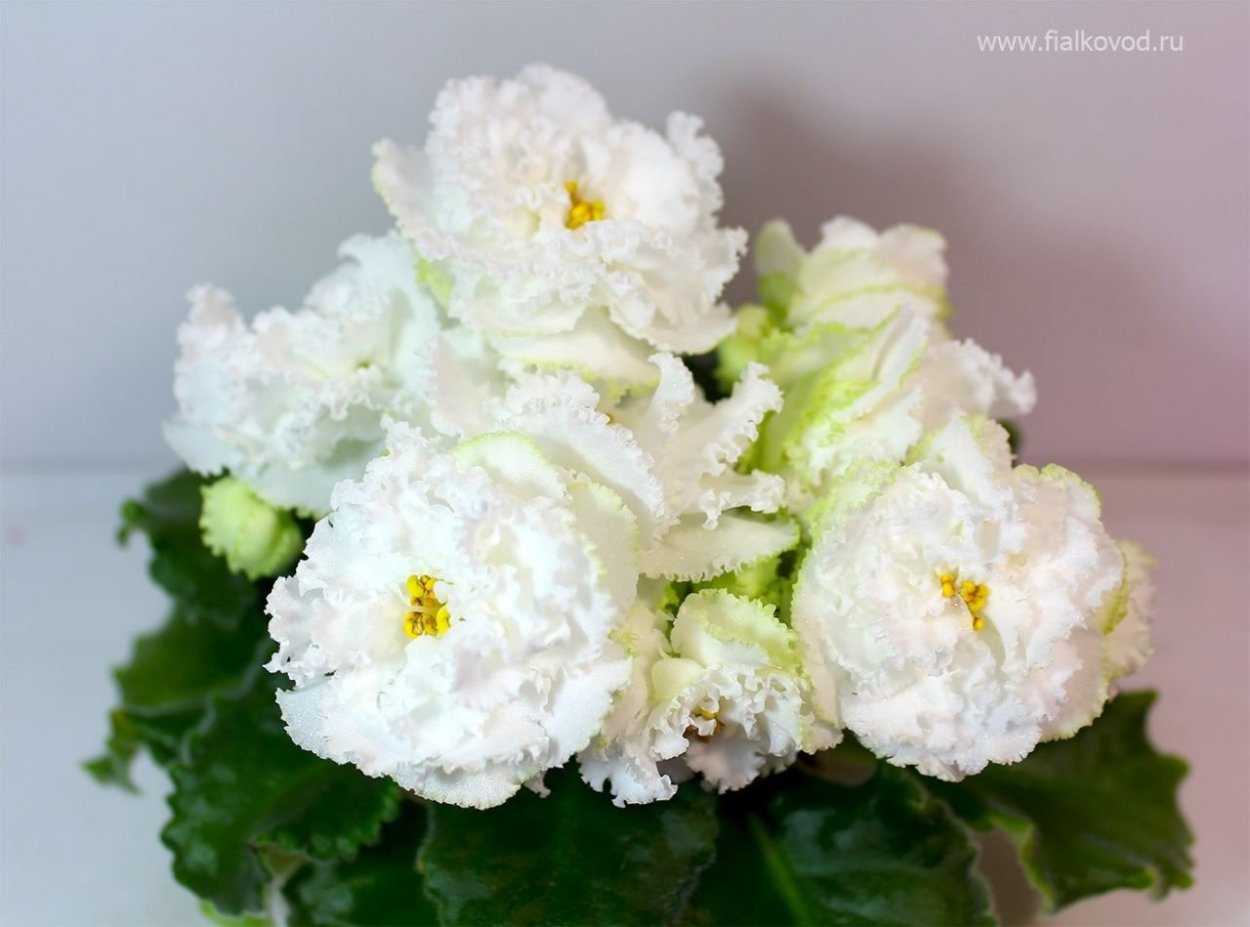 Фиалка АВ сахарная вата