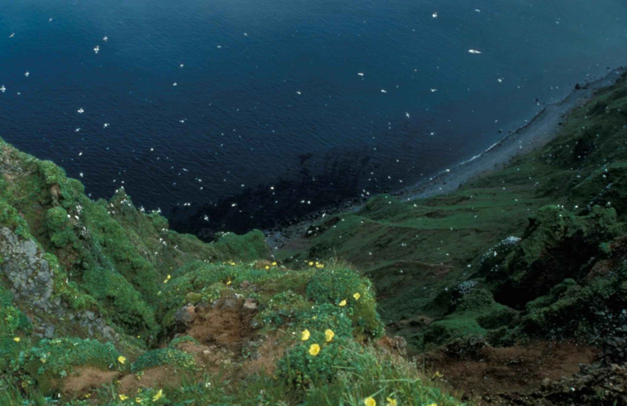 Острова Прибыловых