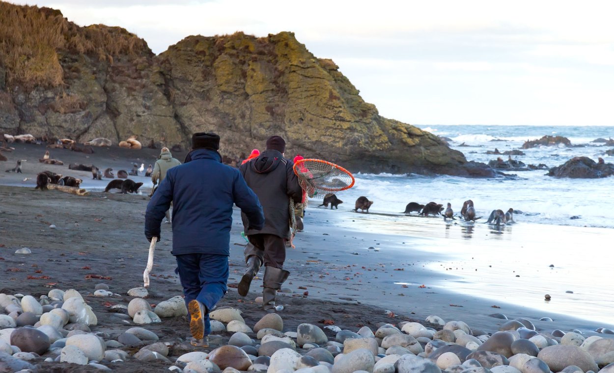 Дмитрий Уткин фото морских котиков