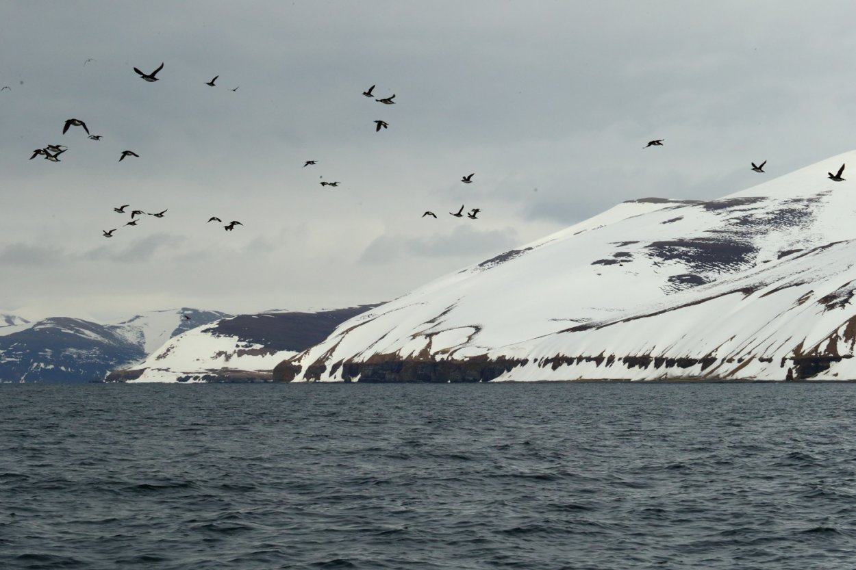 Финвал Командорские острова