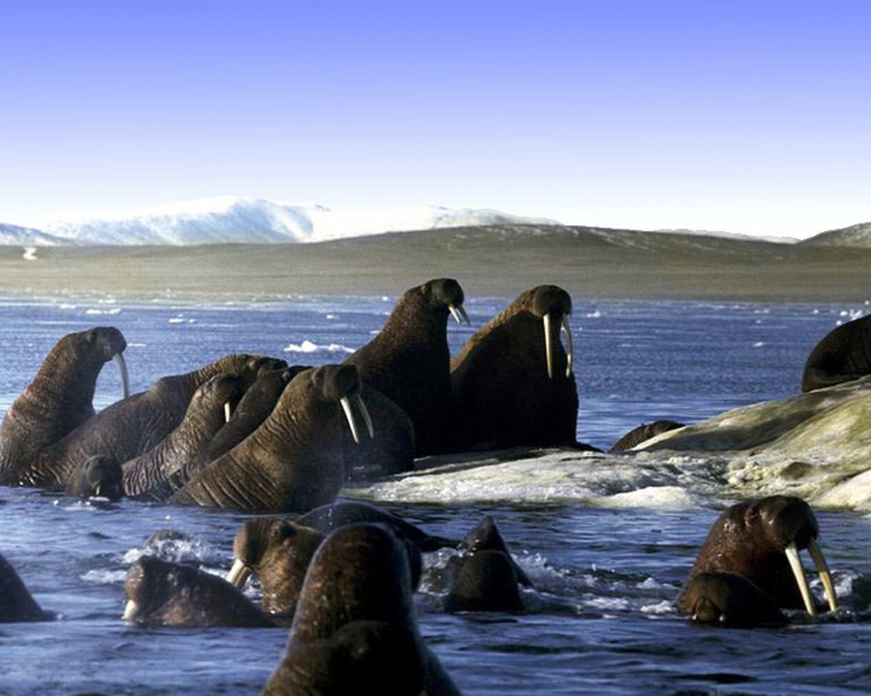 Природный комплекс заповедника остров Врангеля