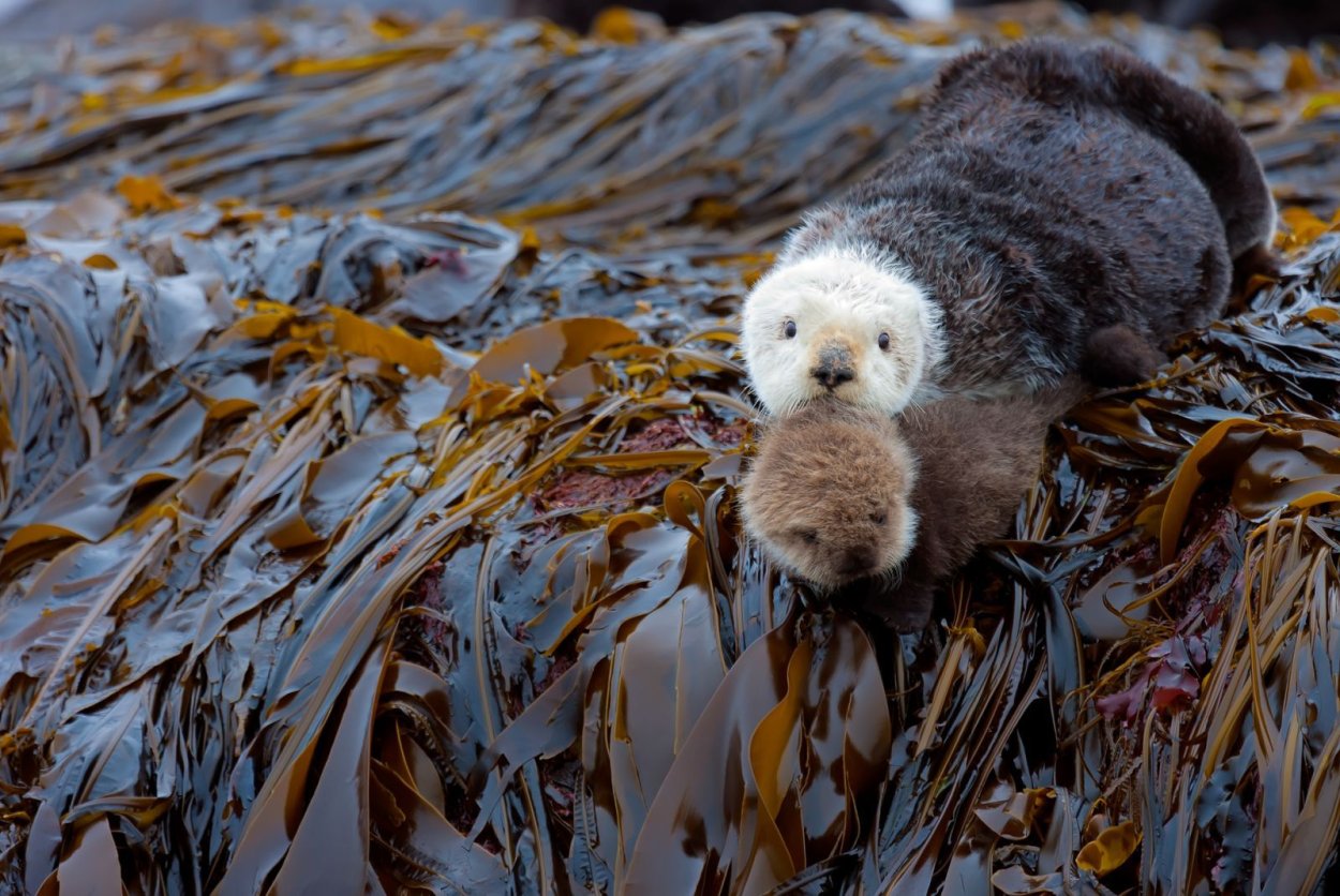 Животные Командорских островов