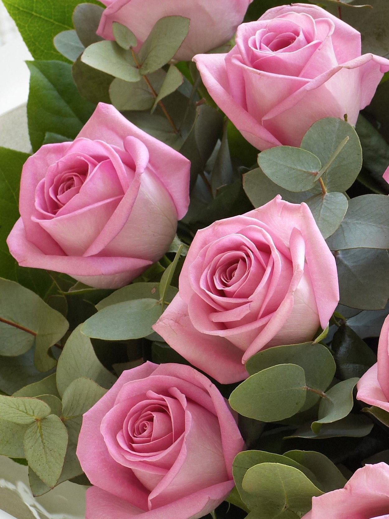 Роза Милена