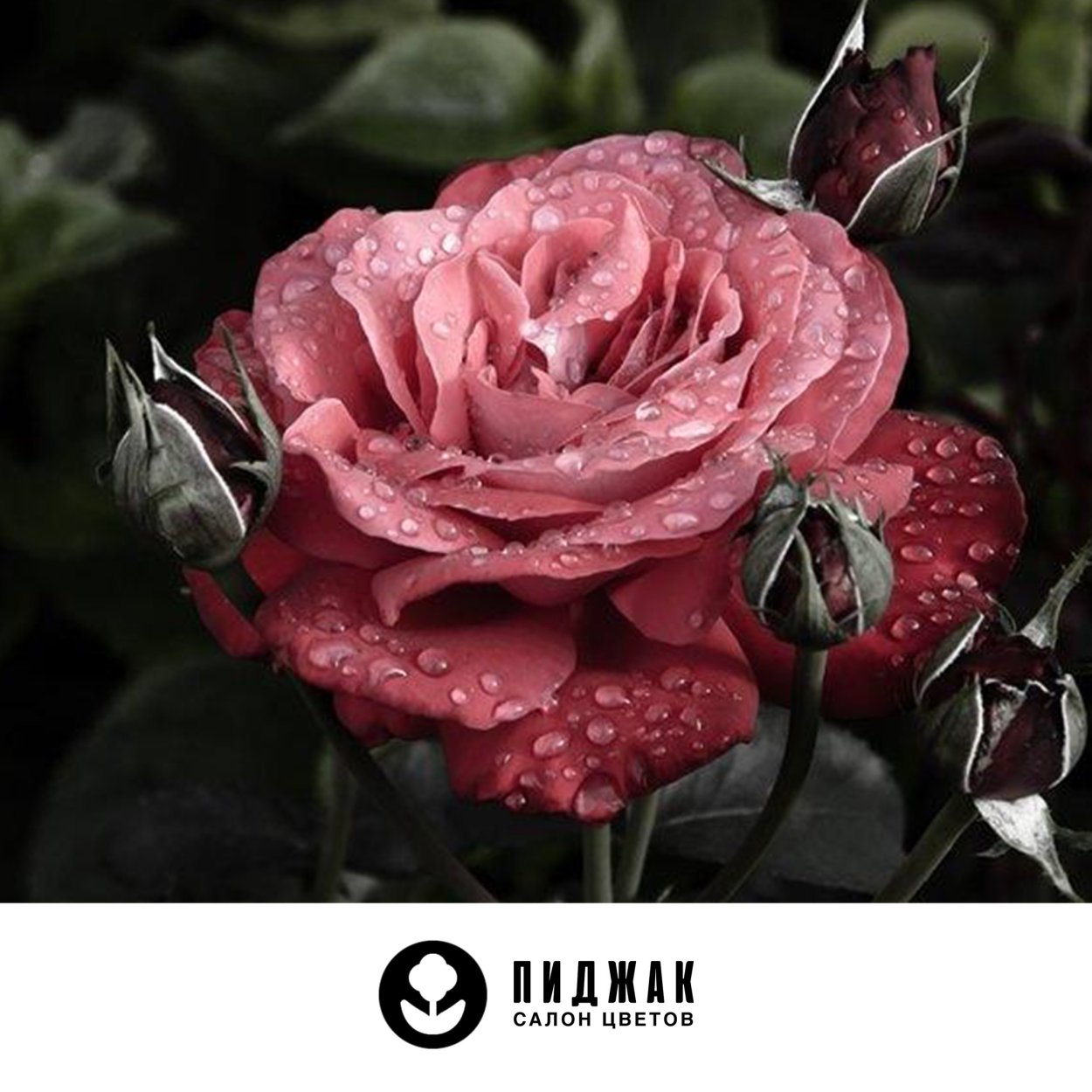 Роза Энканто