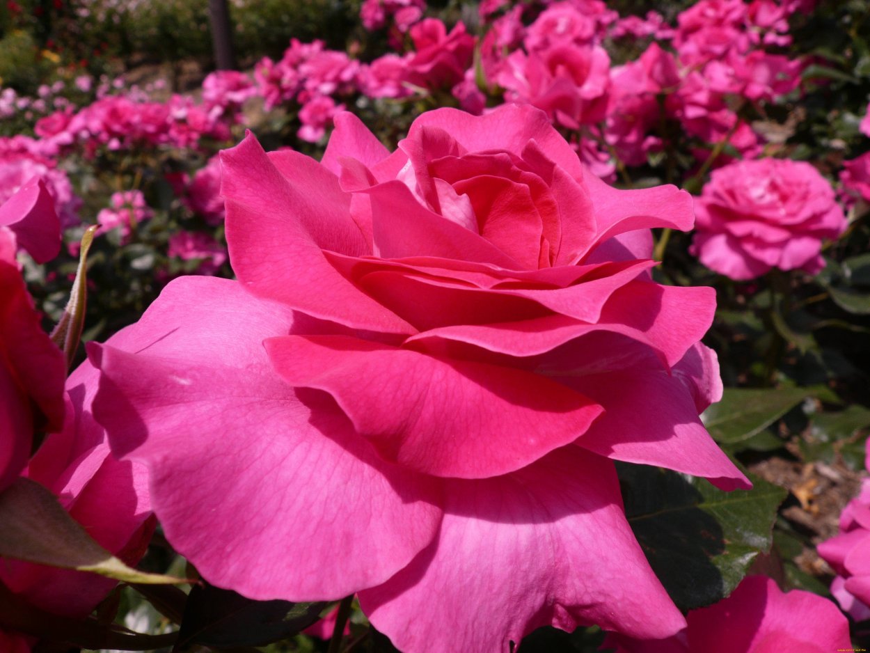 Роза Аврора чайно-гибридная