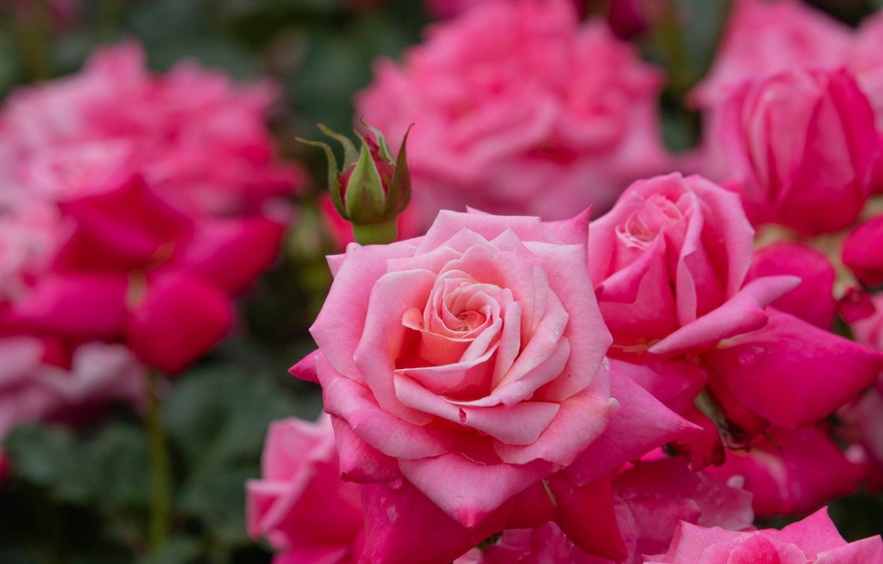 Флоренбу розы