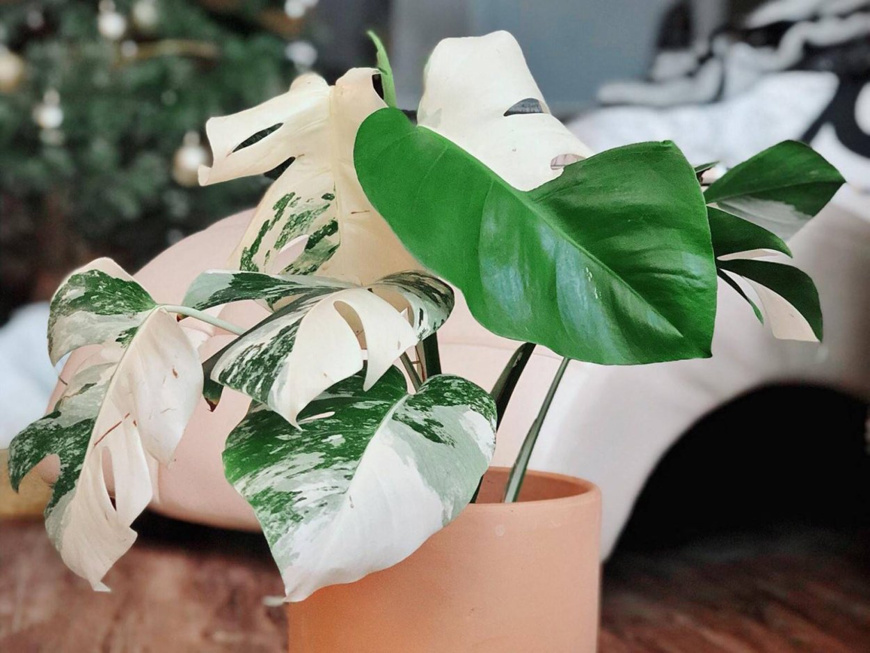 Монстера вариегатная