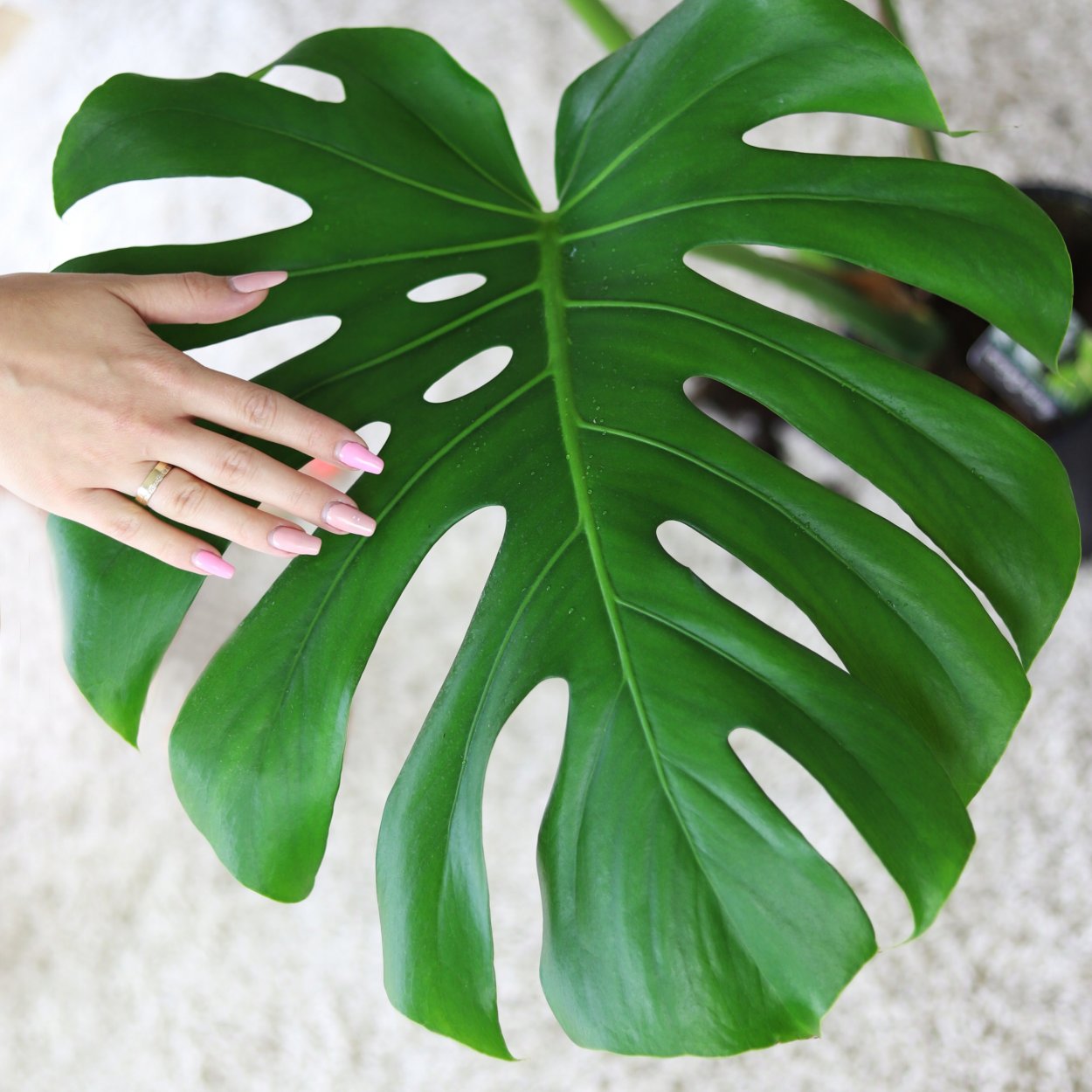 Монстера деликатесная (Monstera deliciosa)