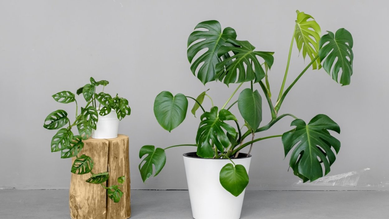 Монстера Делициоза (Monstera deliciosa)