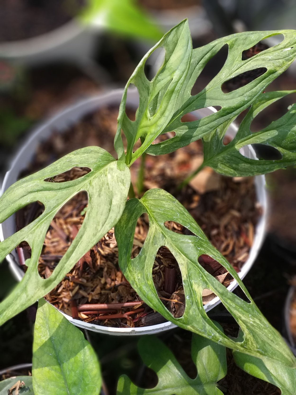 Монстера Адансона вариегатная