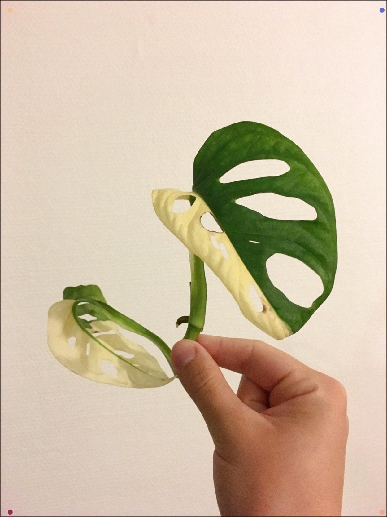 Монстера Карвинского Вариегата