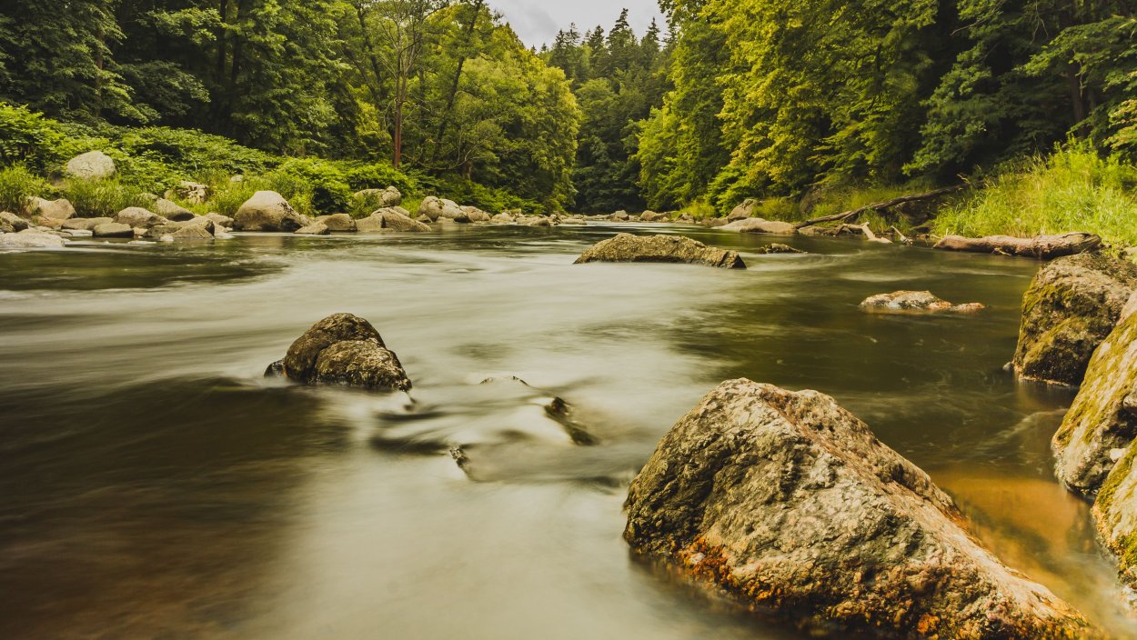Дерево у реки