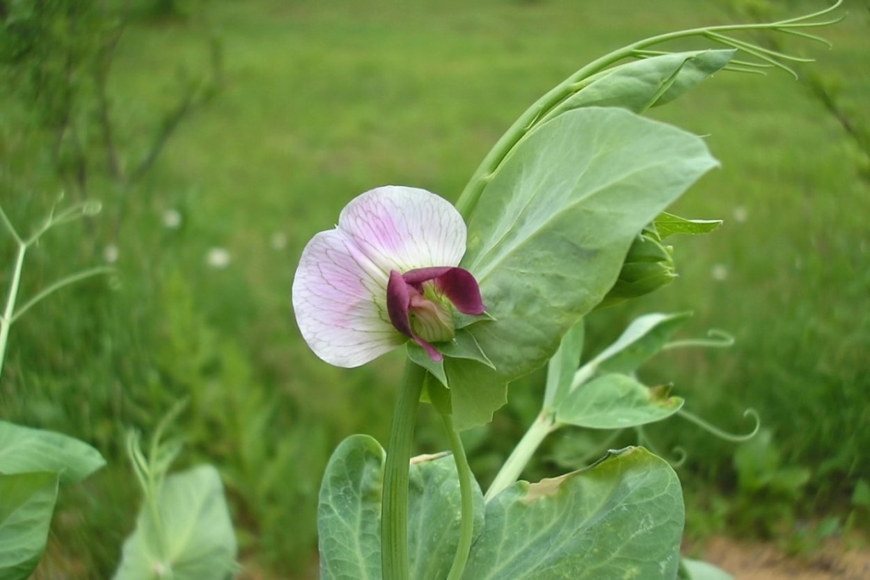 Цветок гороха