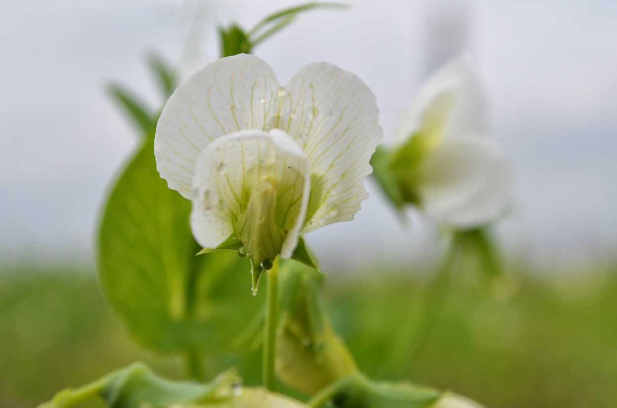 Цветущий горох