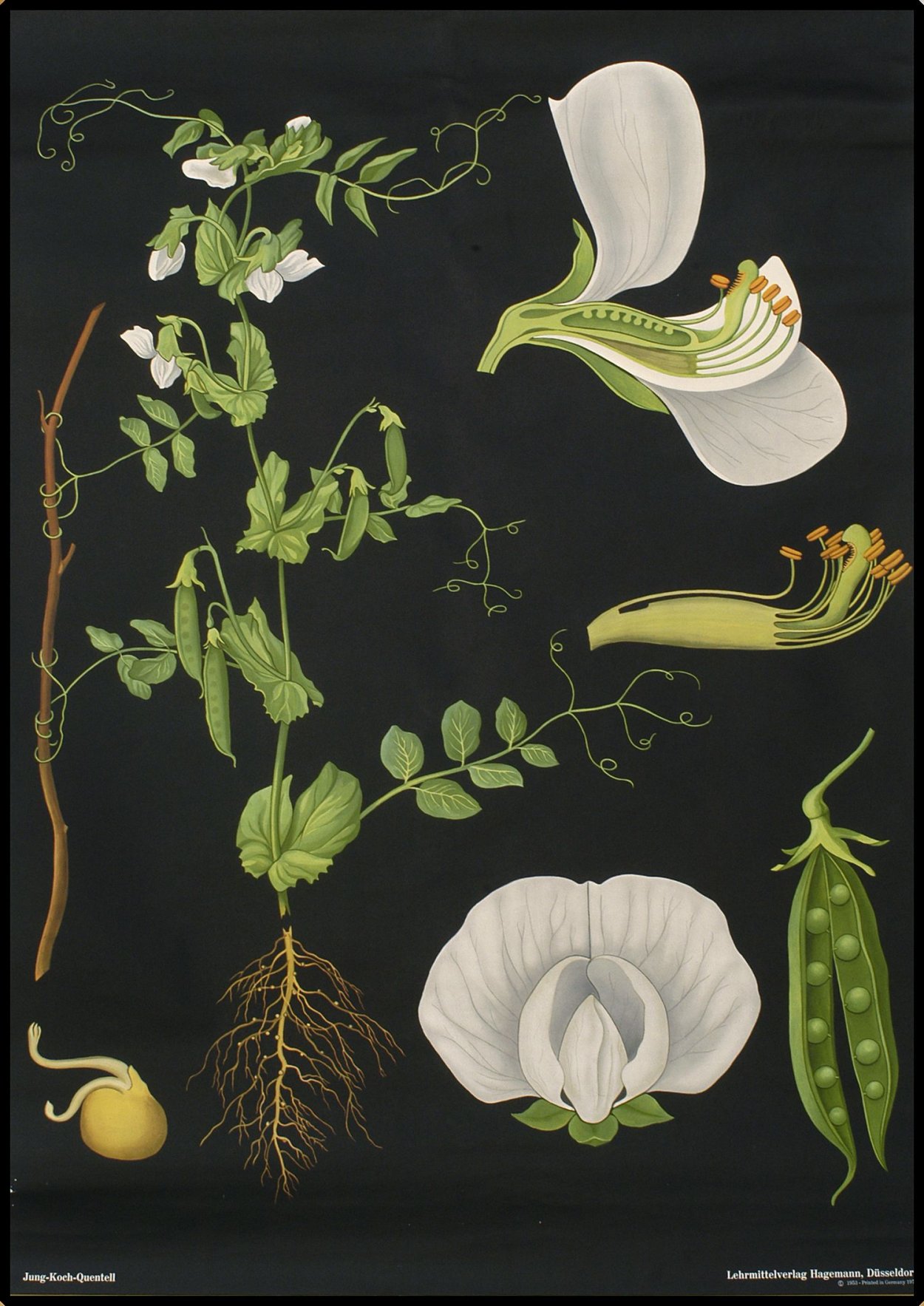 Душистый горошек ботаника