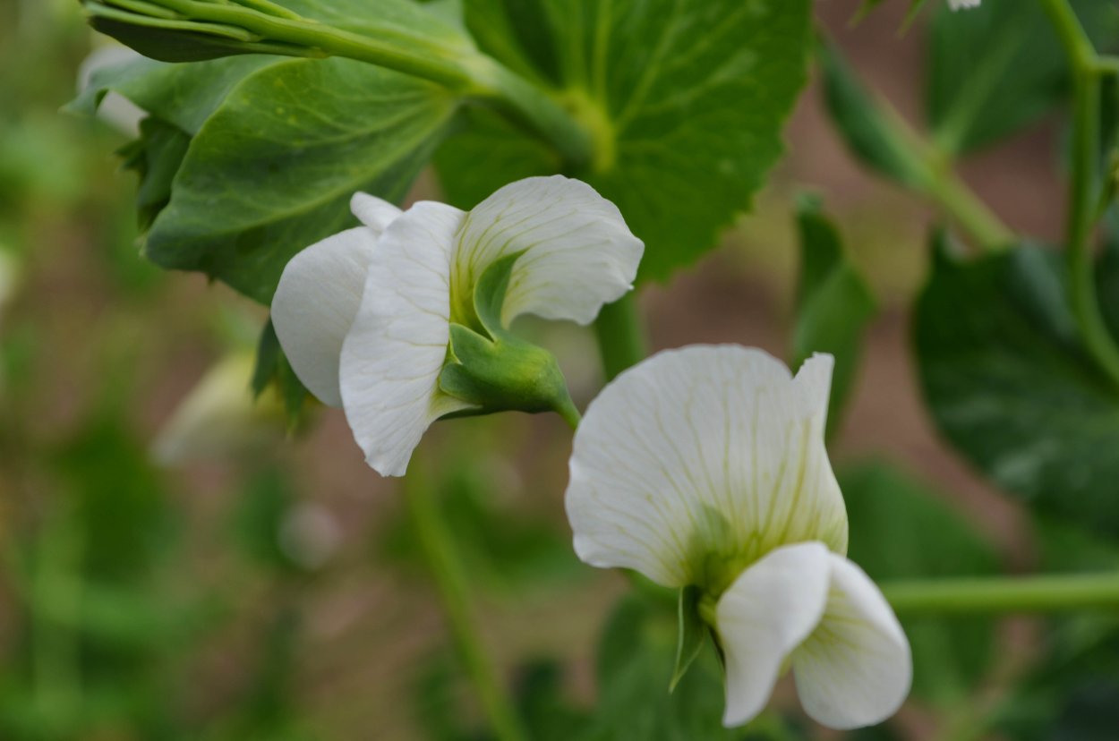 Цветение гороха посевного