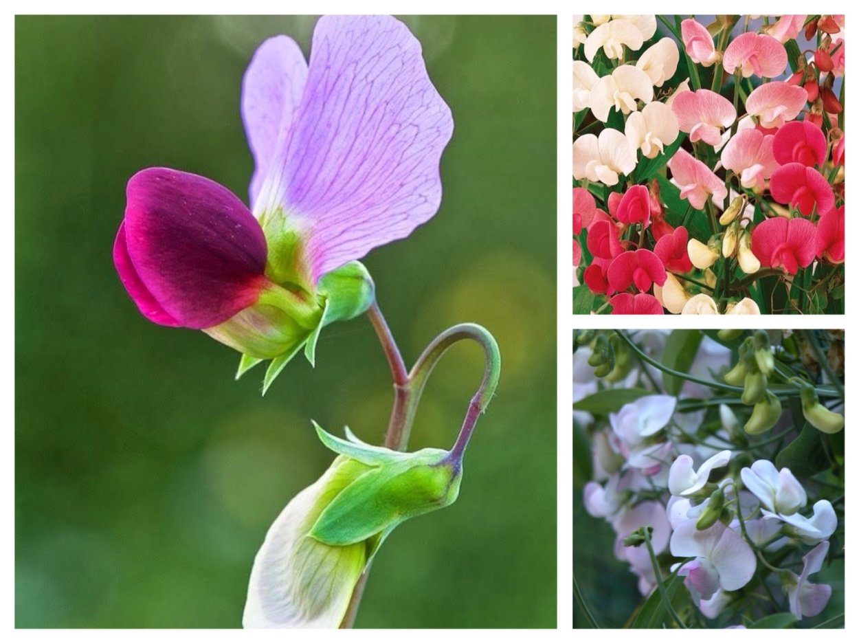 Душистый горошек