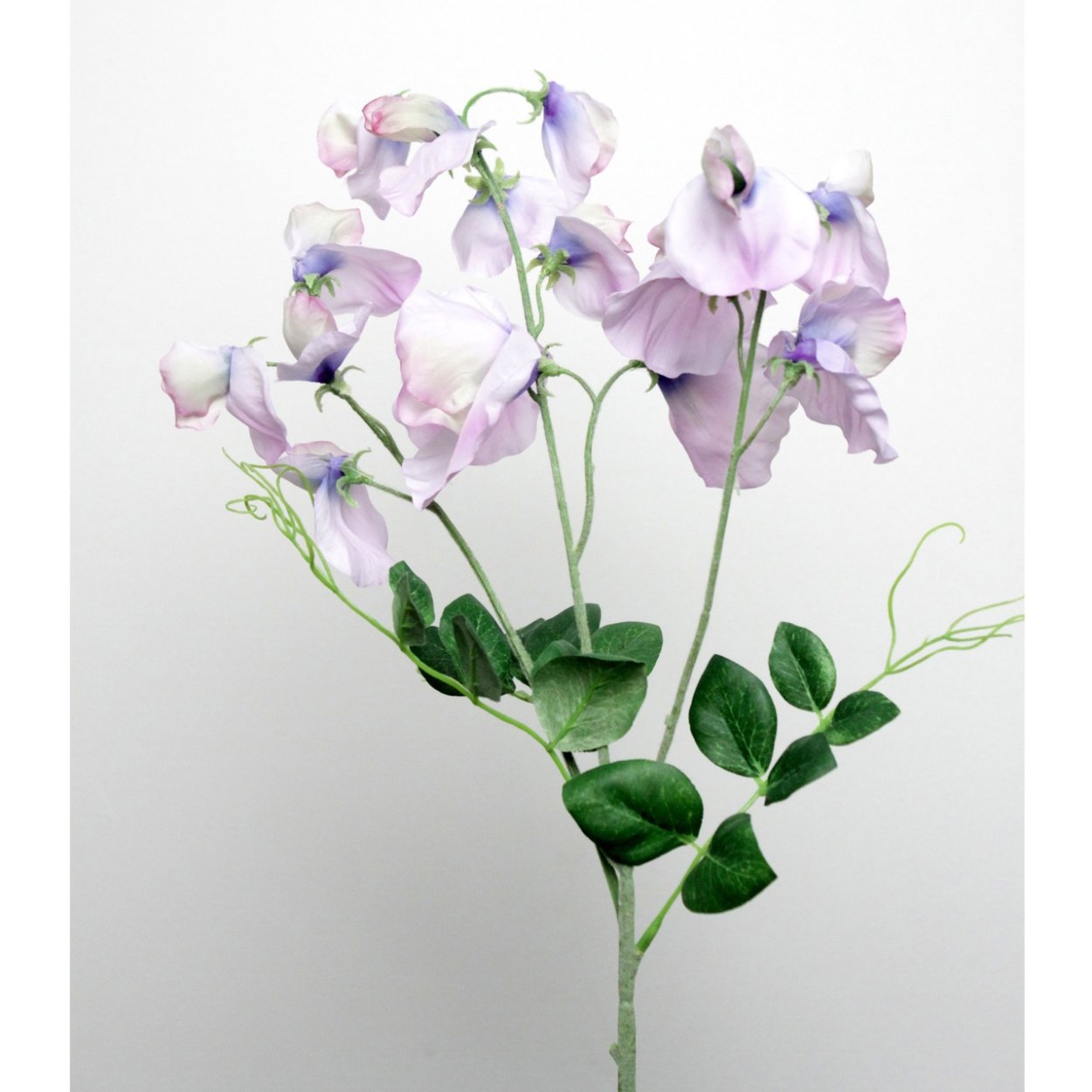 Душистый горошек сиреневый