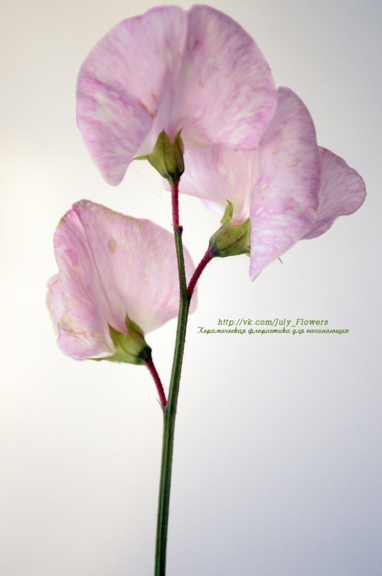 Керамическая флористика душистый горошек