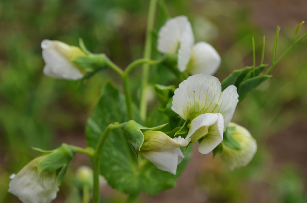 Цветение гороха посевного