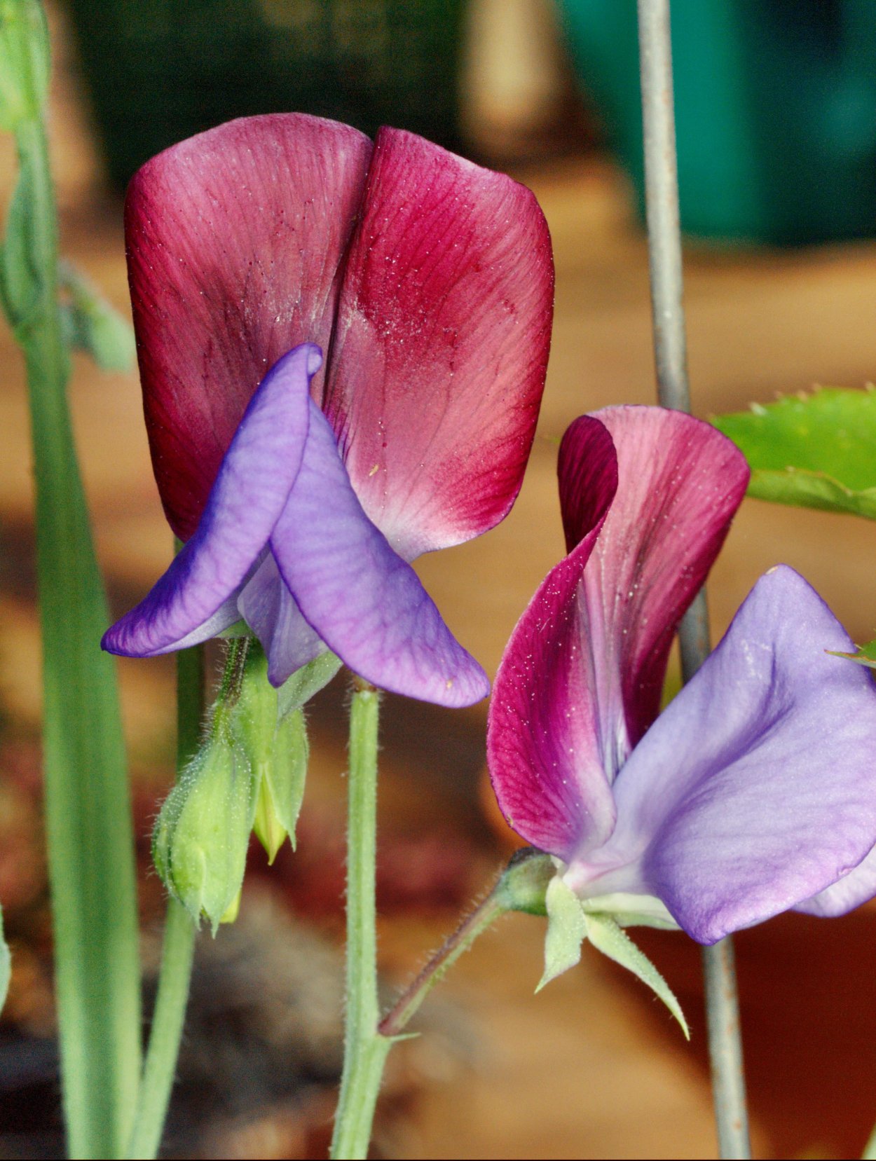 Lathyrus odoratus