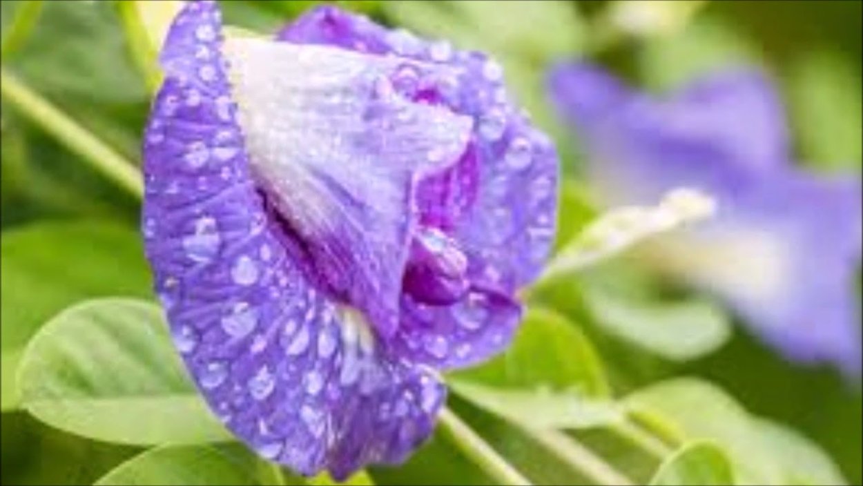 Цветки гороха напоминают бабочку