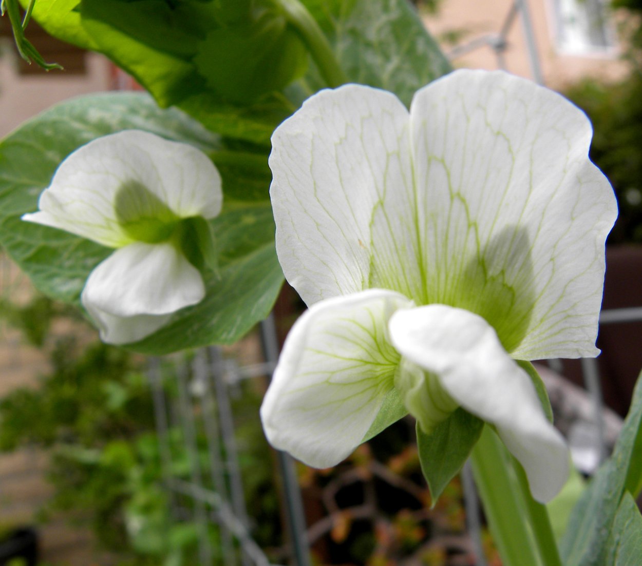 Цветение гороха