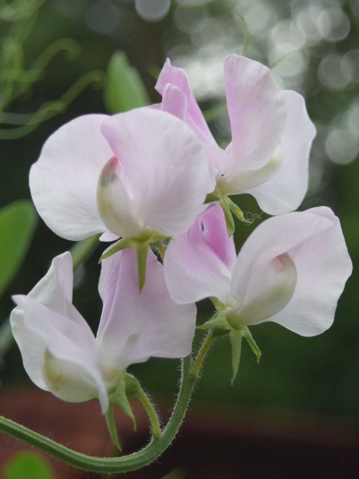 Душистый горошек Атос