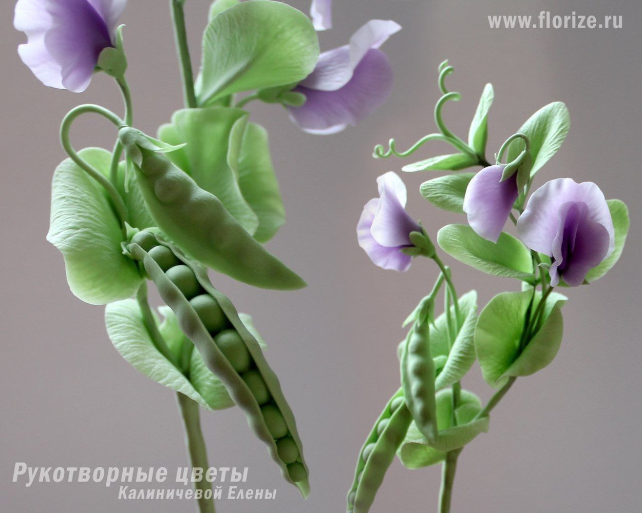 Душистый горошек стручки