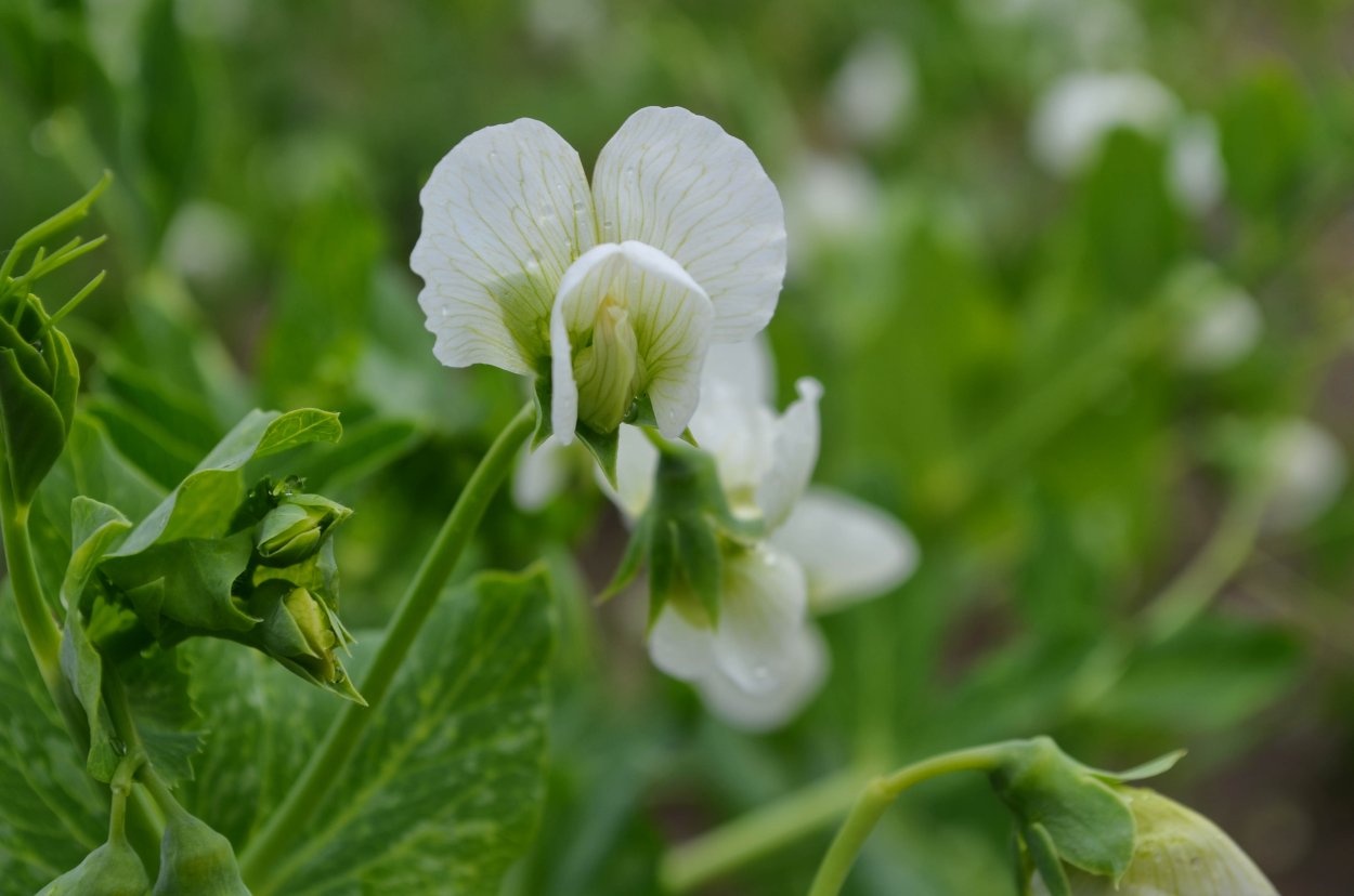 Горошек посевной
