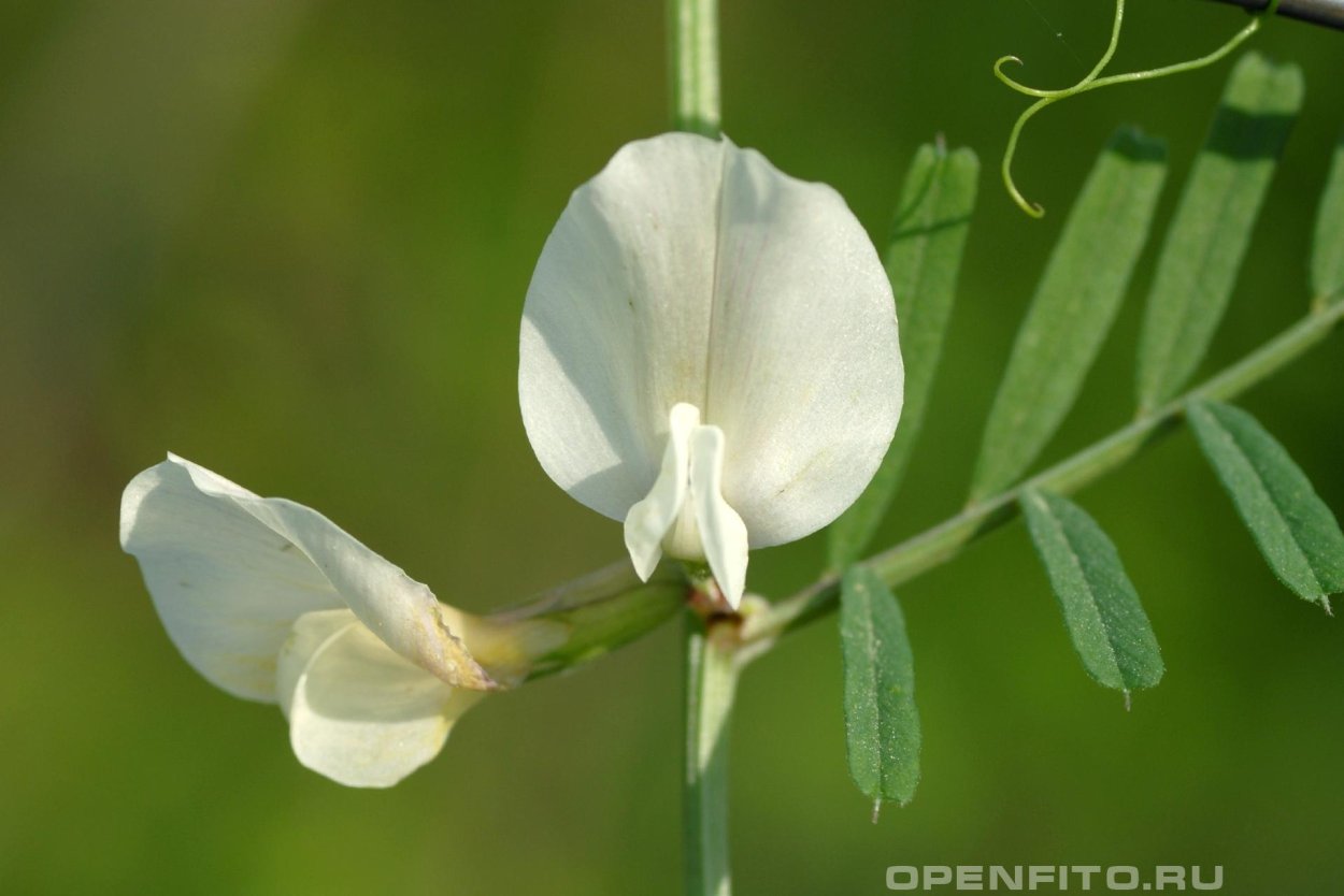 Горошек крупноцветный