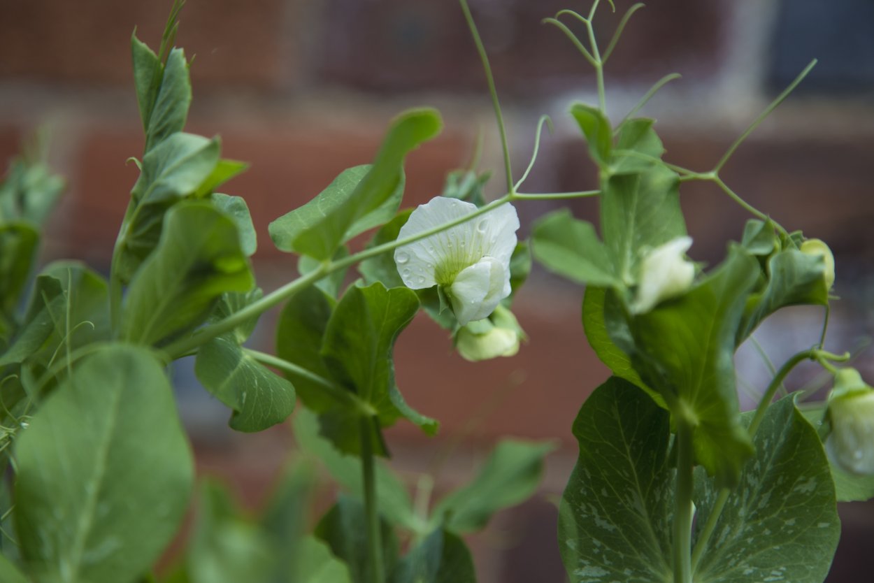 Воздушный горох растение