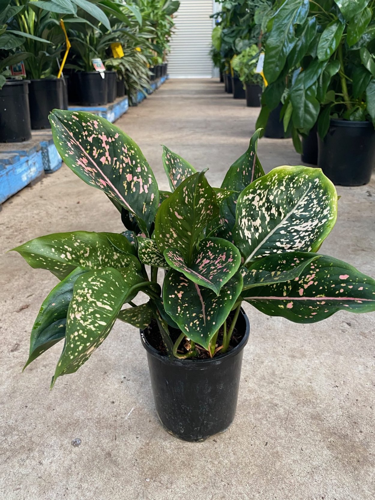 Аглаонема Пинк Далматин