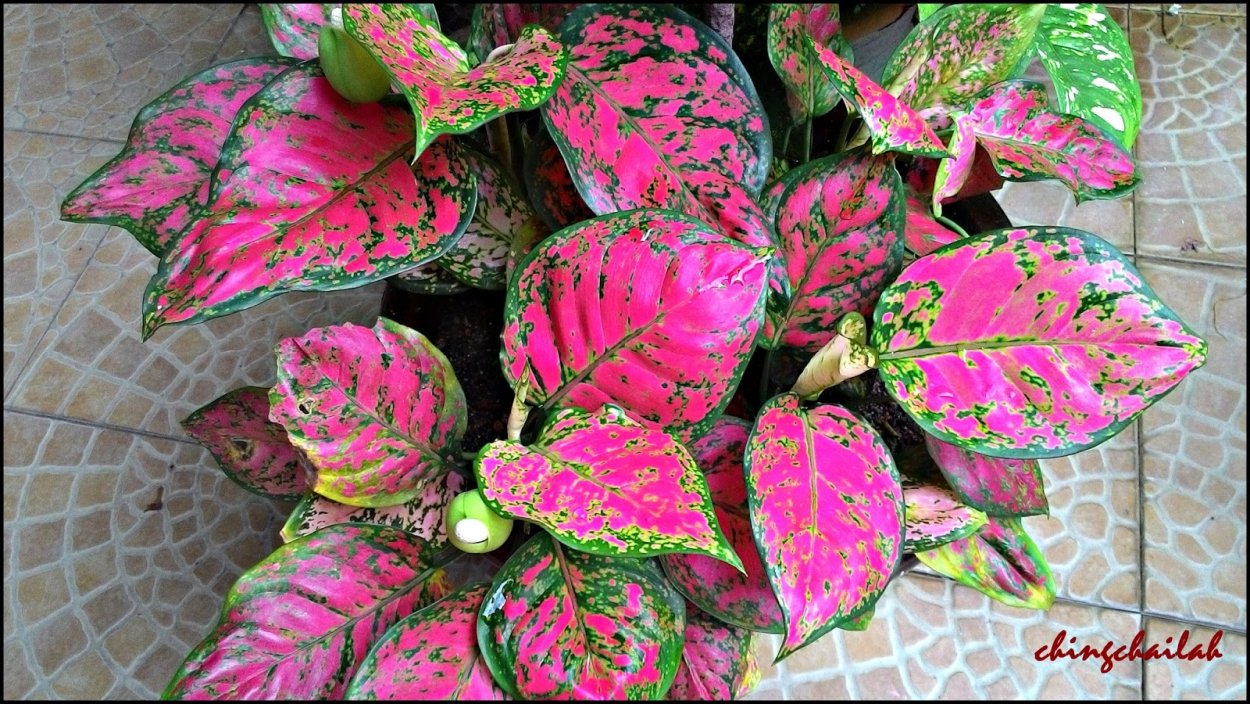 Аглаонема коралл Пинк