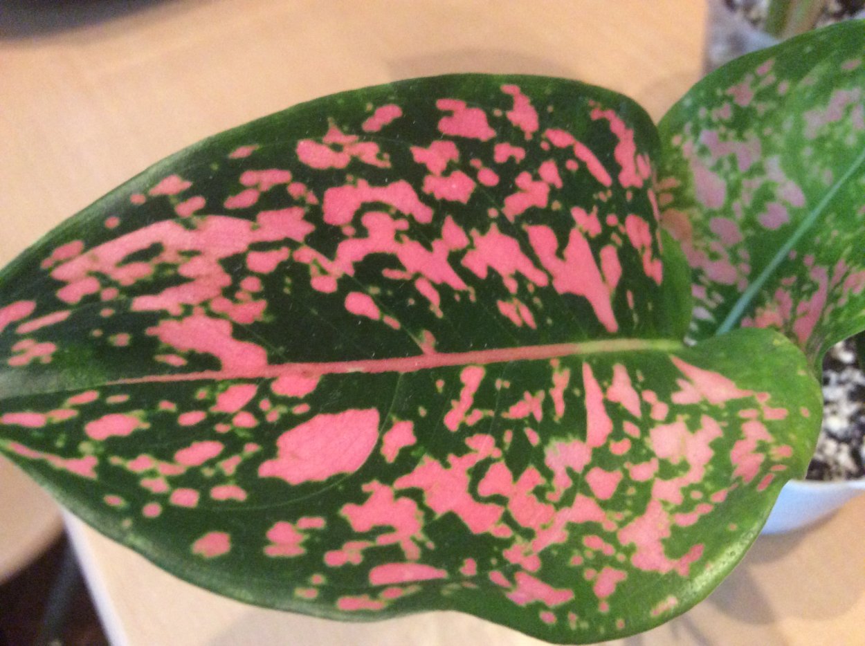 Аглаонема Далматин