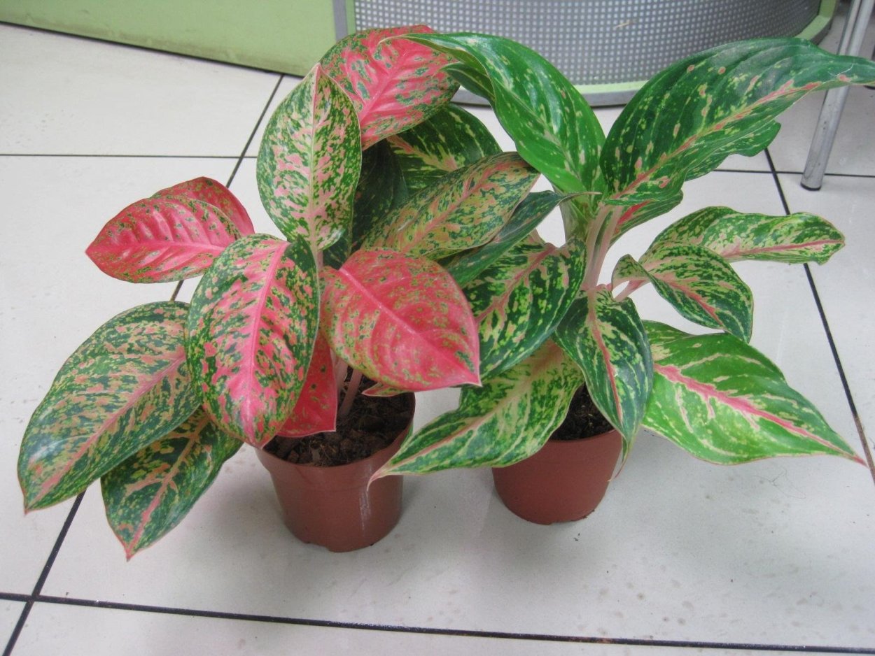 Аглаонема Сампао Тхонг