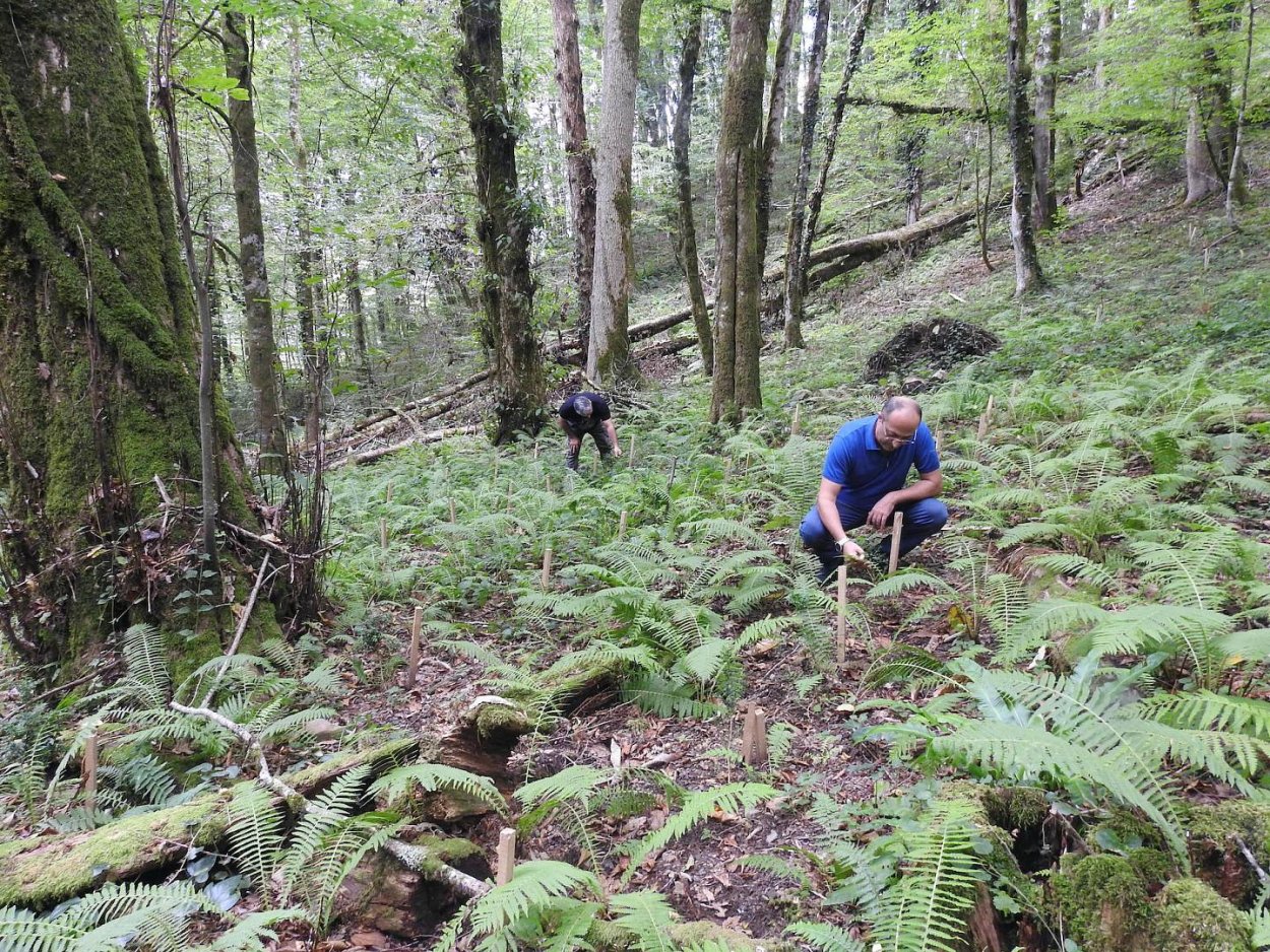 Лазаревское лесничество