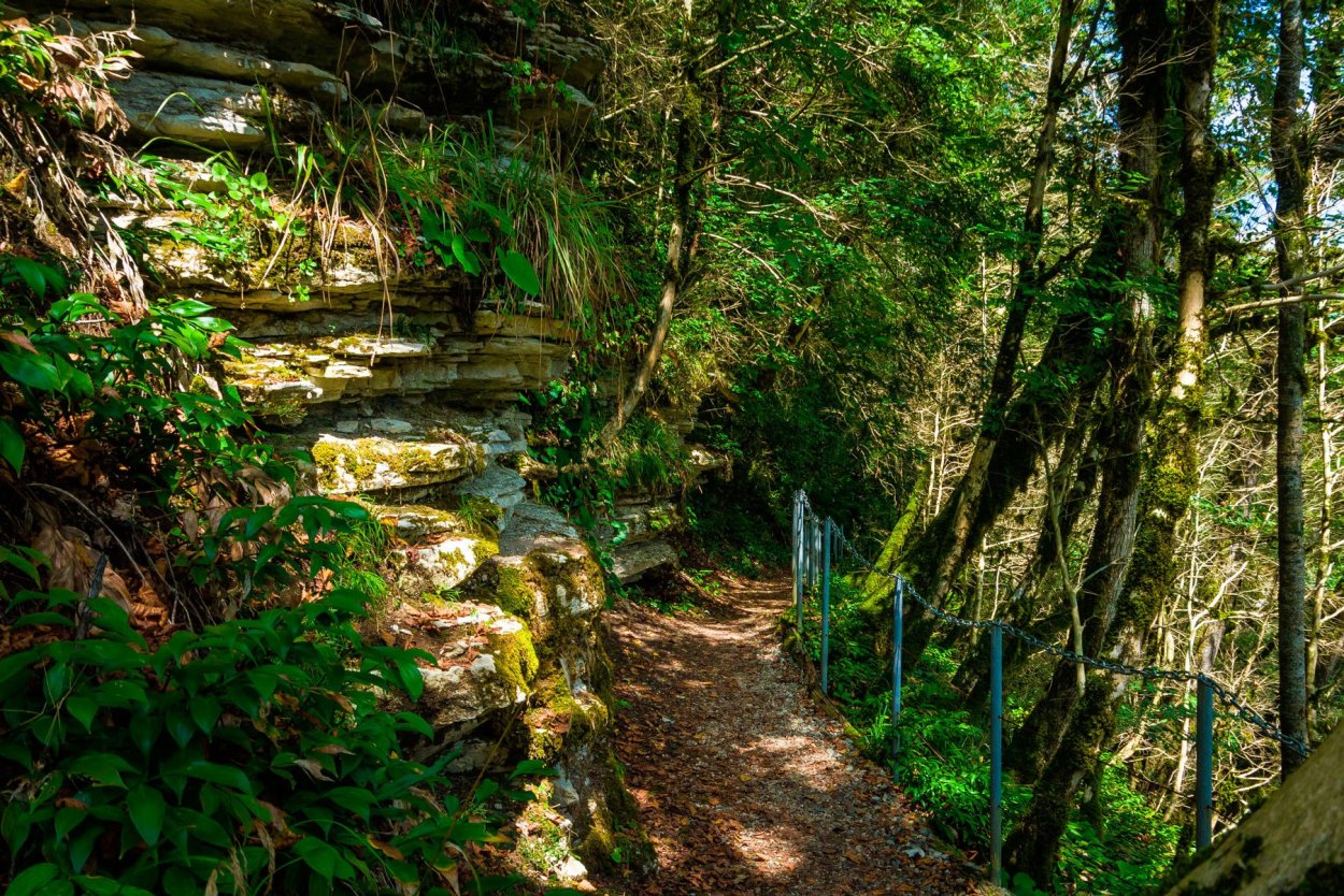 Тисо Самшитовая роща Хоста