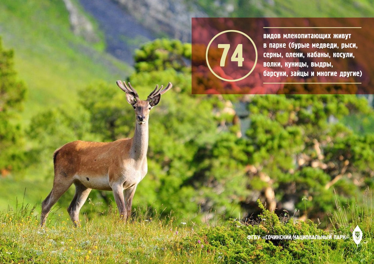 Сочинский национальный парк эндемик