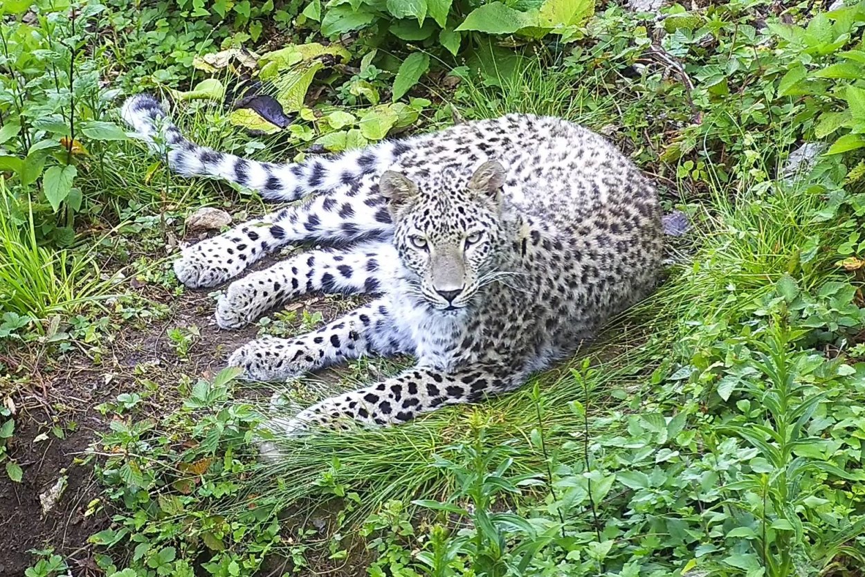 Сочинский парк переднеазиатский леопард